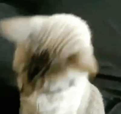 Cat with glasses
